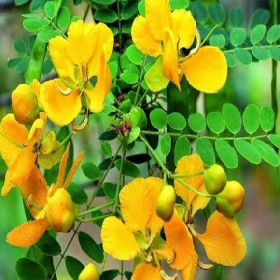 Avarampoo Dry Leaf / Senna Auriculata – Yuktha Naturals